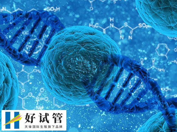 年龄越大供卵成功率越低