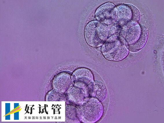 养囊是优生劣汰的培养过程
