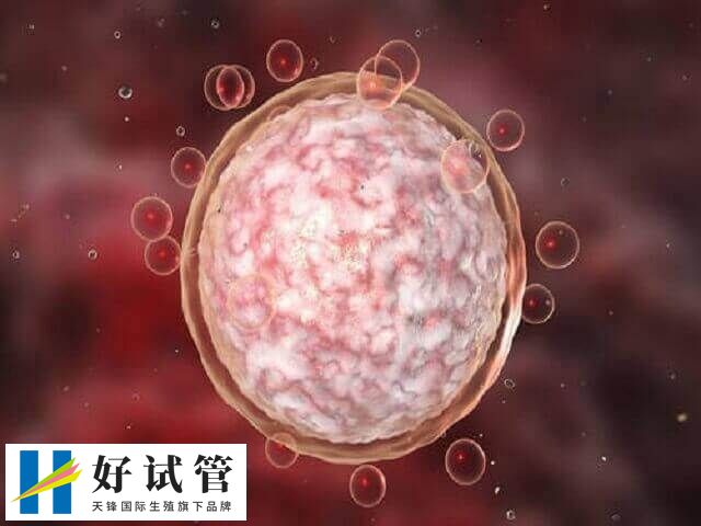 鲜胚移植有条件