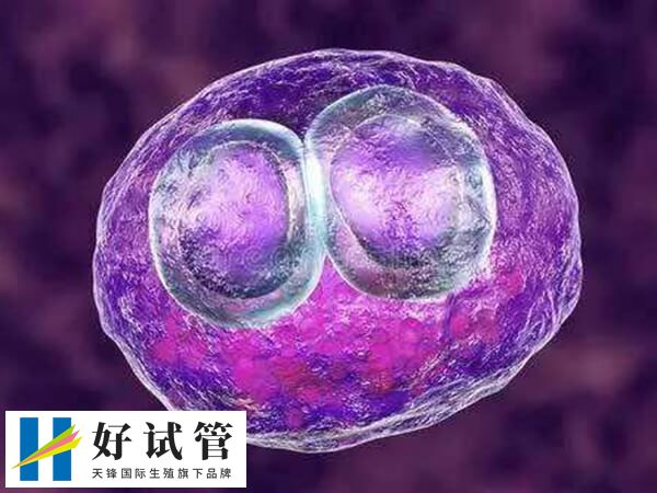 黄体功能不足会影响胚胎着床