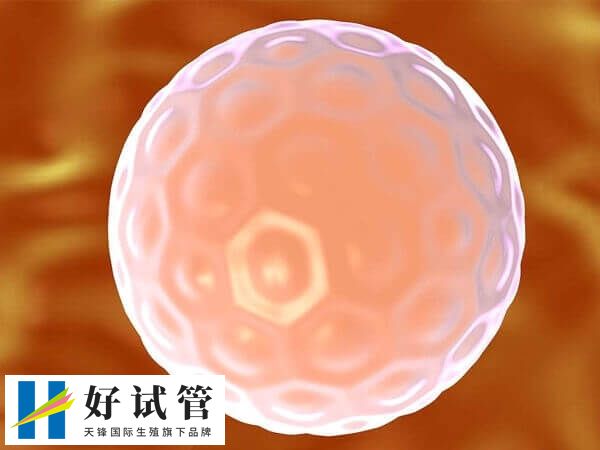 3天鲜胚通常由6-10个细胞组成