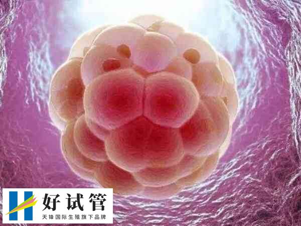 多胚胎移植可能提高单次移植的妊娠成功率