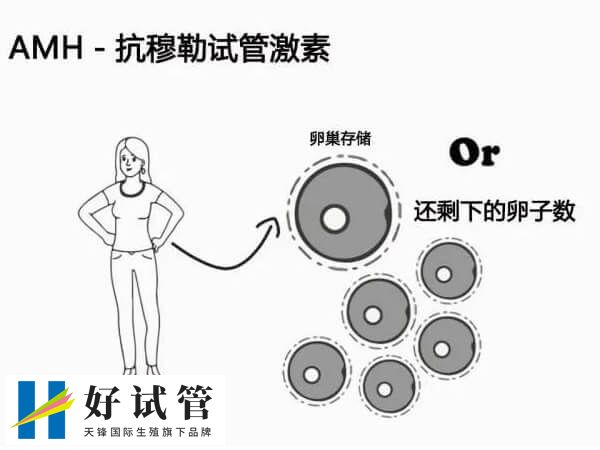 AMH值正常的范围是2-6.8ng/ml