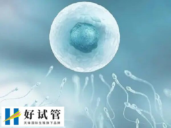 试管婴儿通常需要卵子和精子结合