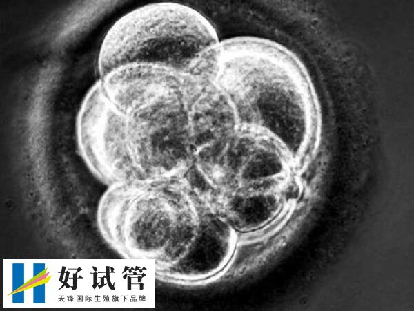 四级胚胎养囊成功率通常较低