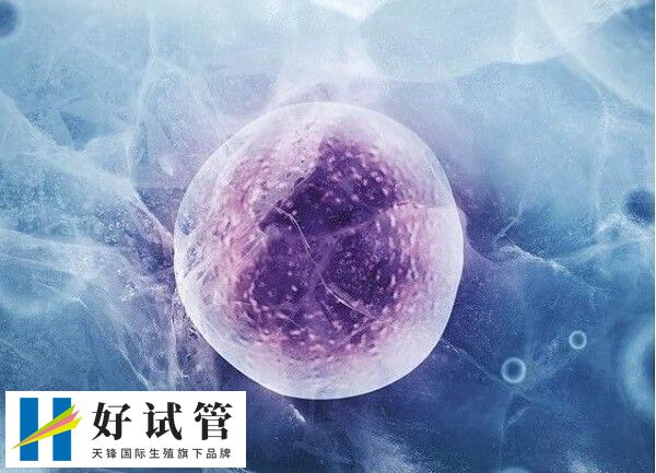 冻卵不是冻的受精卵